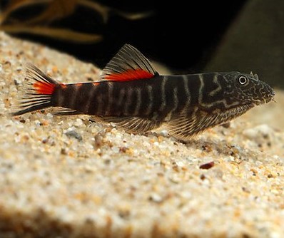 Gastromyzon sp. 'bloody mary' M